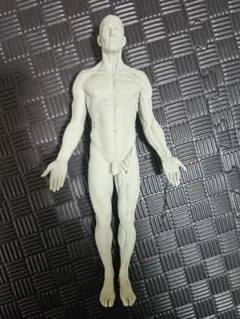 2026年最新】3dtotal anatomyの人気アイテム - メルカリ