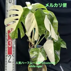 希少　モンステラ　ゴールドリーフ　黒ビニールポットごと発送 希少 モンステラ ゴールドリーフ 黒ビニールポットごと発送 - メルカリ