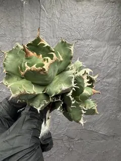 2026年最新】アガベ 魔丸の人気アイテム - メルカリ