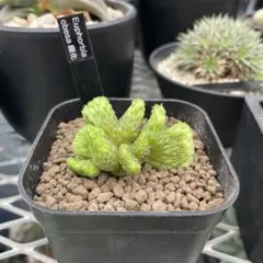 超希少 綴化 ユーフォルビア オベサ Euphorbia obesa 良形 選抜 超美模様】幅58mm Euphorbia Obesa ユーフォルビア オベサ