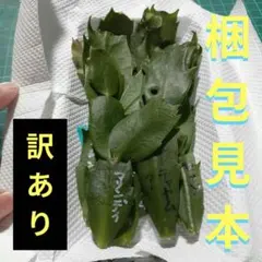 カット苗デンマークカクタス(シャコバサボテン)訳ありお楽しみ色々のサムネイル