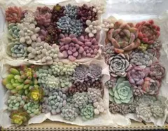 多肉植物カット苗抜き苗詰め合わせセット