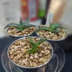 2026年最新】エボリスピナ 発根済みの人気アイテム - メルカリ