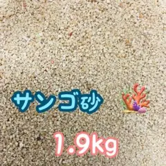 天然サンゴ砂 珊瑚砂 さんご砂 ろ材 海水水槽 ヤドカリ グッピーのサムネイル
