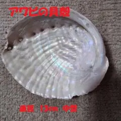 2025年最新】アワビ貝殻の人気アイテム - メルカリ