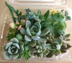 ⑦寄せ植えセット カット苗 詰め合わせ 多肉植物 - メルカリ