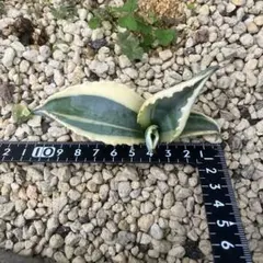 2025年最新】リップルエフェクトの人気アイテム - メルカリ