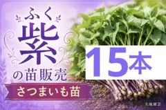 2026年最新】ふくむらさき 苗の人気アイテム - メルカリ