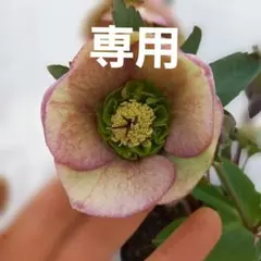 専用(同胞)　シックなオブジェのよう！クリスマスローズ、大苗、開花株