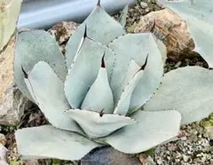 2025年最新】アガベ パリー 大株の人気アイテム - メルカリ