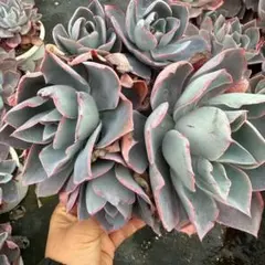 Top【選抜株】多肉植物　23389ダ・ヴィンチ 10個　鉢無し/脱土