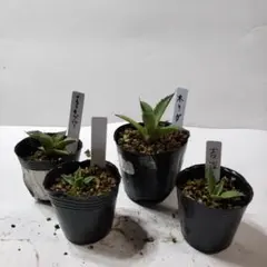 アガベセット　メルカリ便 2025年最新】アガベ チタノタ セットの人気アイテム - メルカリ