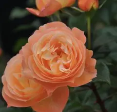 バラ苗 薔薇 挿し木苗 ゴールデンイエロー 四季咲き 強健 大きめ