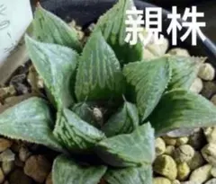 ナイルの一滴 ハオルチア しっかり発根済み 多肉植物 - メルカリ