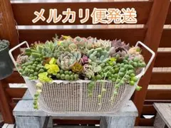 2026年最新】多肉植物 寄せ植え そのまま飾れるの人気アイテム - メルカリ
