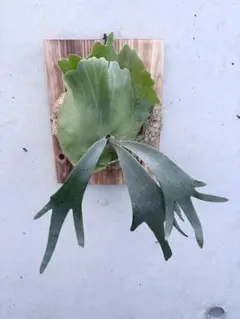 P.willinckii Calm sporeling - メルカリ