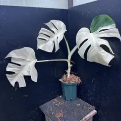 2025年最新】斑入りモンステラ ホワイトタイガーの人気アイテム - メルカリ