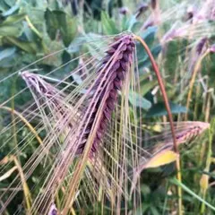 雷愛様 リクエスト 2点 まとめ商品