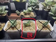 アガベ　シチリア　カクタスグリーン　発根済み 発根済 アガベ スーパーチタノタ cactus green カクタスグリーン