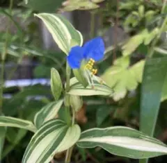 つゆくさ出品 2025年最新】ツユクサの人気アイテム - メルカリ