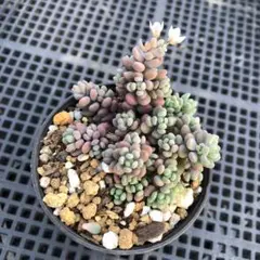 リリア様 リクエスト 2点 まとめ商品