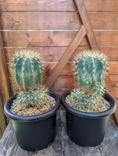 棘無王冠竜 サボテン 古木 木質化 フェロカクタス 多肉植物 塊根植物