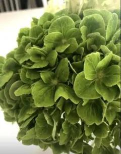 輸入アジサイ3苗　挿し木 プロが教える！あじさい挿し木方法in太閤山ランド - YouTube