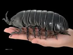 オンライン版 いきもの大図鑑アドバンス ダンゴムシのサムネイル