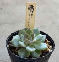 多肉植物エケベリア　TYさん　霜椿×ブルーベリームーン　おらいさんミックスベリア