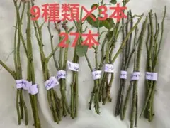 エディア様専用ページ