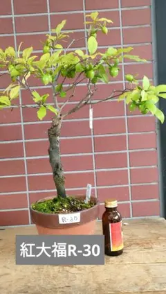 老爺柿メス木 紅大福 実数22粒 全高54cm R-30のサムネイル