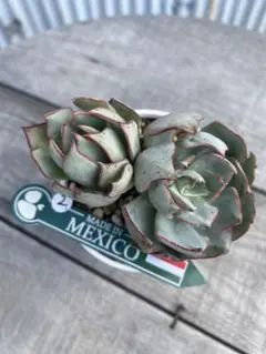 5希少 原種 チャザロイ Echeveria chazaroi - メルカリ