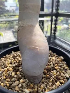 2025年最新】コミフォラ カタフの人気アイテム - メルカリ