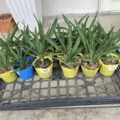 Summerセール☀️¥ 14,000→¥12,500 ➇ ユッカ　グロリオサ ユッカ・グロリオサ | Massimo Botanico