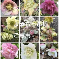 クリスマスローズ 新芽抜き苗12本 - メルカリ
