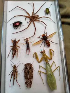 2026年最新】蜘蛛 標本の人気アイテム - メルカリ