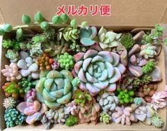 多肉植物 カット苗詰め合わせ 寄せ植えセット 《No.179》エケベリア