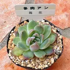 カット苗✨莉り✨多肉アンさん 我が家の多肉アンさんコレクション | ブログ版Olive&SucculentGarden