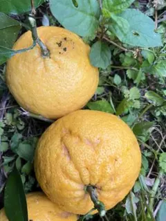 山奥の夏みかん　農薬不使用　約３キロのサムネイル