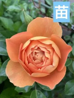 2025年最新】希少バラ苗の人気アイテム - メルカリ