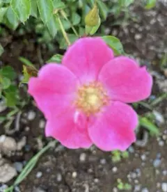 K サマディ様 リクエスト 2点 まとめ商品