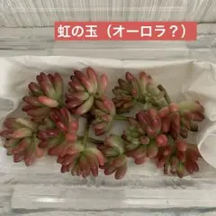 2025年最新】虹の玉 オーロラの人気アイテム - メルカリ