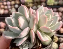 ホワイトターラ様専用