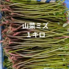 山菜　ミズ　2キロ　新潟県産　採れたて新鮮発送 特別価格 山菜 ミズ 2キロ 新潟県産 採れたて新鮮発送 特別価格 - メルカリ