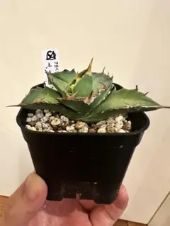 アカシア Acacia ソウシジュ 根皮100% 50g - メルカリ