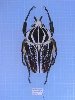 M◇ゴライアスオオツノハナムグリ 2頭 昆虫標本 - メルカリ