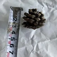 Item thumbnail for item 144e0581-b72f-4f73-89d4-24259da903ac