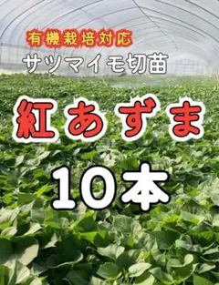 2026年最新】紅あずまの苗の人気アイテム - メルカリ