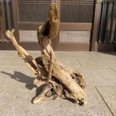 一点物 天然木 切り株 置物 オブジェ 根っこ - メルカリ
