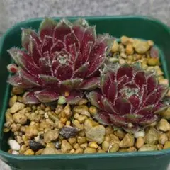 Pinnko様 リクエスト 3点 まとめ商品